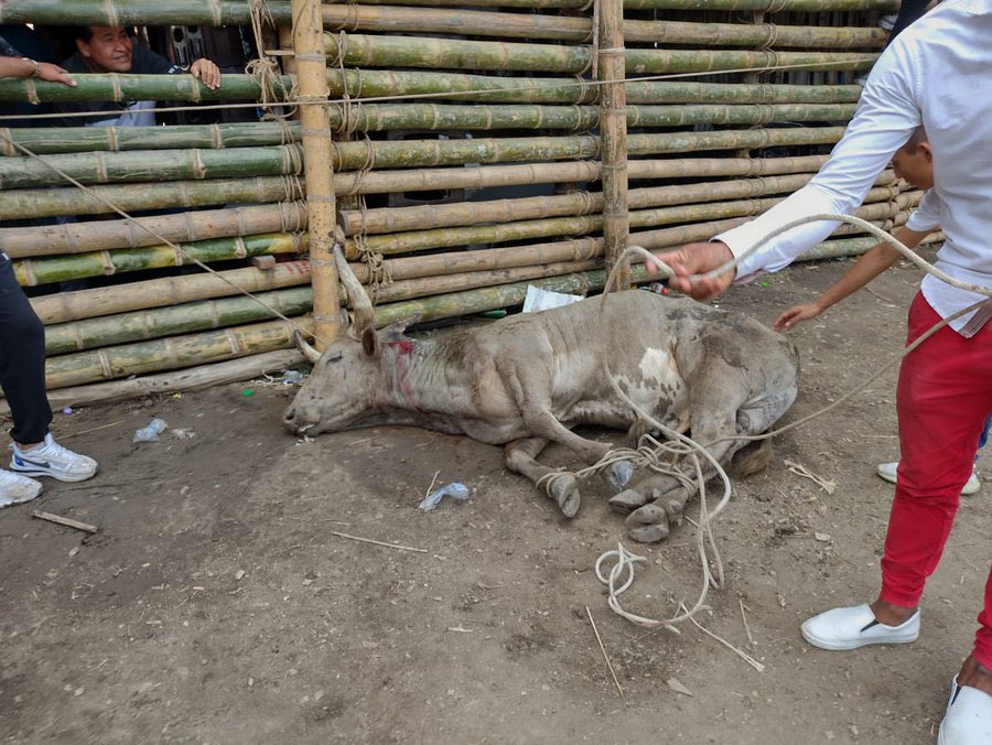 TerryHurtado's tweet photo. Tras la caída de la gradería de la corraleja de El Espinal quiero recordar a una víctima de la que no se ha hablado: el toro.
#NoMasCorralejas
¡Abolición a todas las formas de toreo!
¡Colombia sin toreo!
#MovimientoAnimalistaValle https://t.co/eVWigRUYIC