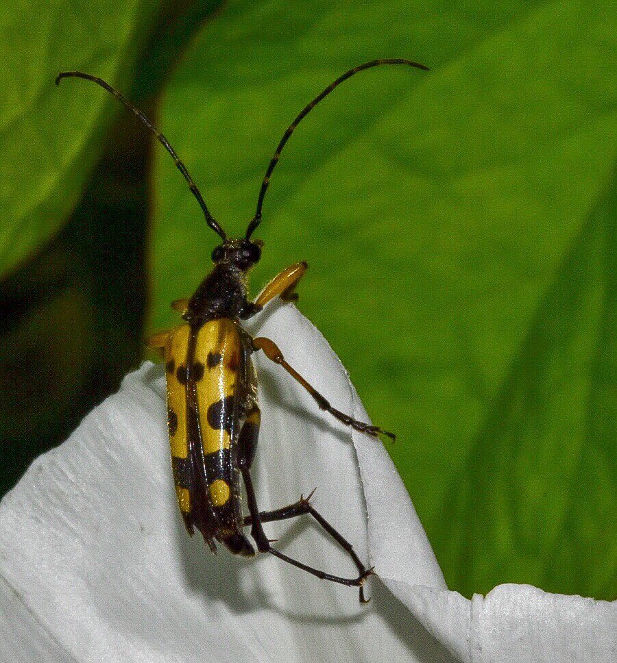 ViBreaking's tweet photo. The Black and Yellow Longhorn Beetle.
 As a larvae lives inside dead wood for 2-3 yrs. it just gets 4 wks as an adult. It mates, lays eggs and then frolicks amongst the flowers, feeding on nectar and occasionally posing for passing photographers. @Natures_Voice @WorcsWT https://t.co/Ss134deAu6