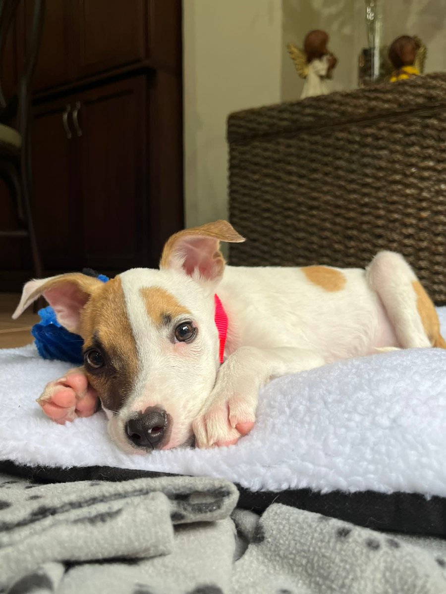 clauflores4's tweet photo. Ayuda con un rt plis 🆘‼️
Esta princesa fue rescatada ahora y necesita una casita con mucho amor❤️ https://t.co/rmEpxtMWjt