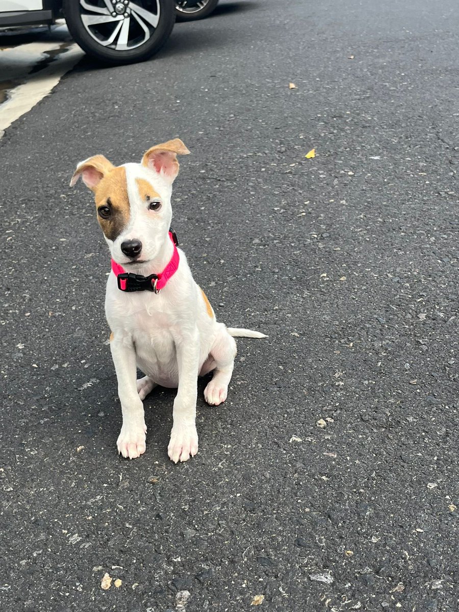 clauflores4's tweet photo. Ayuda con un rt plis 🆘‼️
Esta princesa fue rescatada ahora y necesita una casita con mucho amor❤️ https://t.co/rmEpxtMWjt