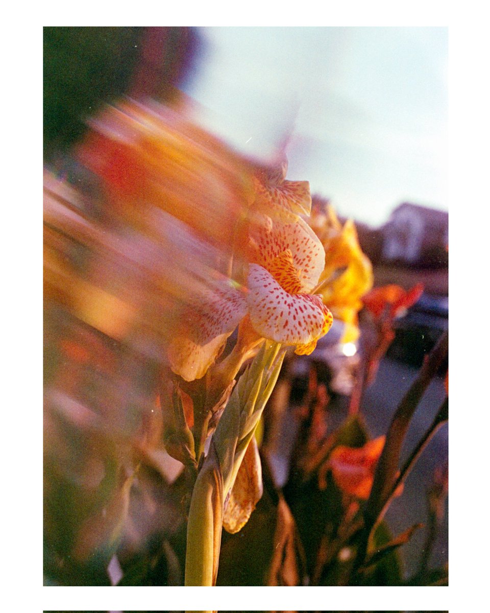 Flower studies on #negativefilm #35mmfilm #heylomography #lomography400