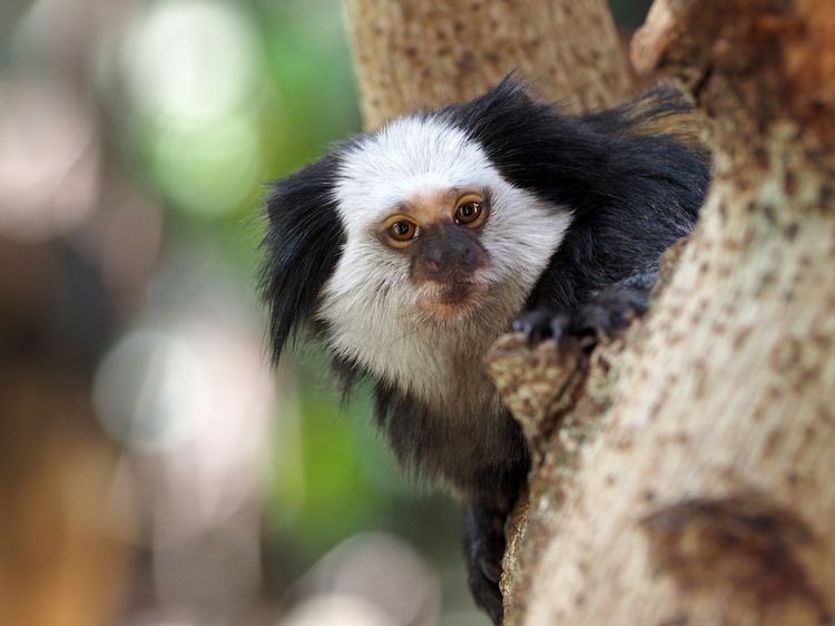 dailyprimeapes's tweet photo. white headed marmoset https://t.co/8cn9B5qpXY