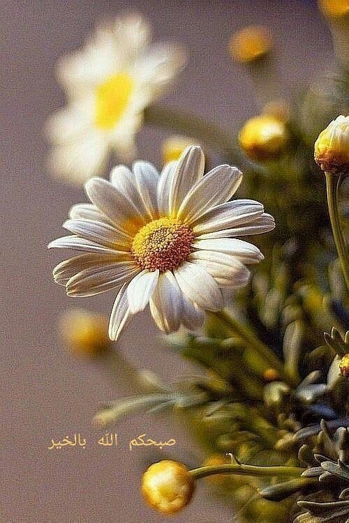 3SdJAwVd1cc2RRh's tweet photo. @1gheith والنعم برب العباد https://t.co/c4KwlWuhiH