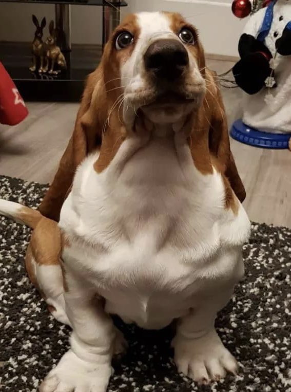 Wait, a gallon of gas is how much?!? 😳🐾