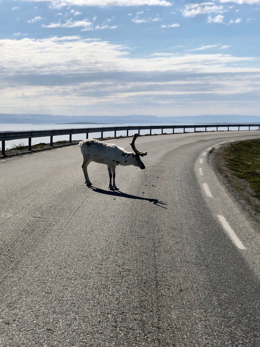 Virage8's tweet photo. Rencontre habituelle sur les routes du grand nord ! C’est géant 😎 
#voyage #roadtrip #moto #motos #capnord #capnord2022 #northcape #northcape2022 #enjoyyourride #enjoyyourlife #eyreyl #cestgeant
#thisisvirage8
https://t.co/HDZ7yeQe61
📸 @virage8 https://t.co/wWQax4gCzp
