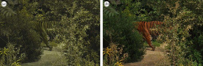 Rainmaker1973's tweet photo. Tigers' prey are deer, boars &amp; other ungulates. These animals are dichromats or red-green blind. Scientists used a machine learning algorithm to simulate what the world looks like to dichromats. On the left, what a tiger looks like to a dichromat [paper: https://t.co/rEjuoojO36] https://t.co/lsnFWBmjfD