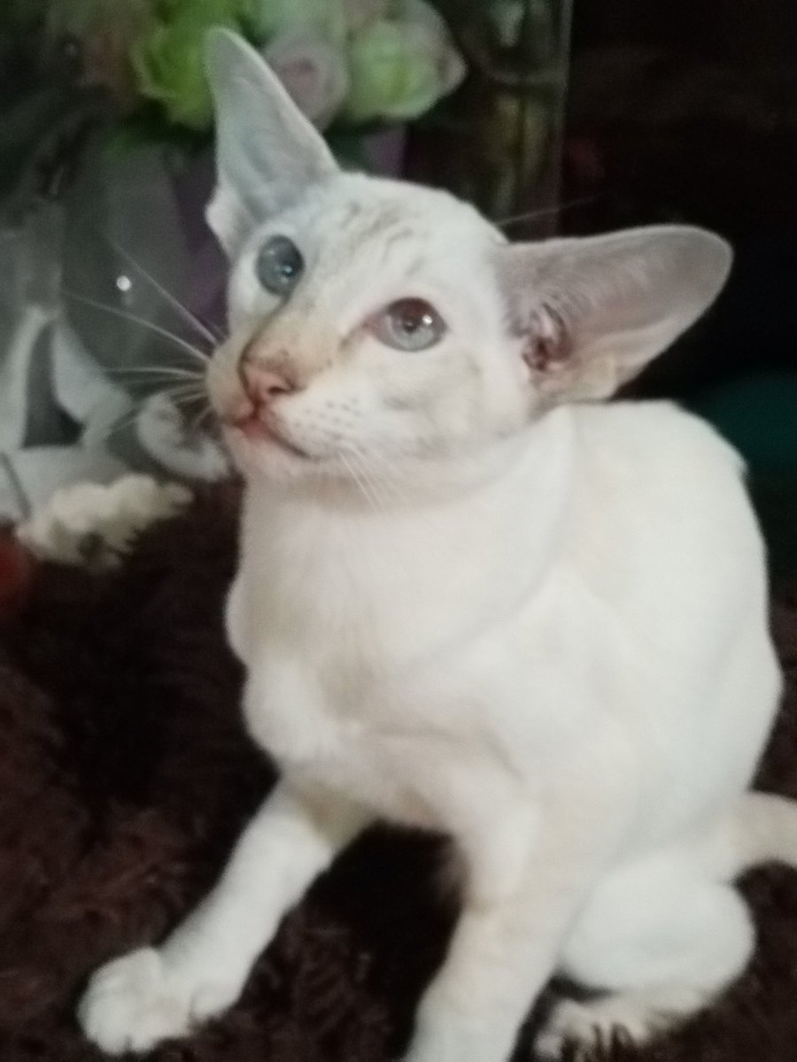 Кот Шурик из Беловежской пущи и его большая семья tweet media