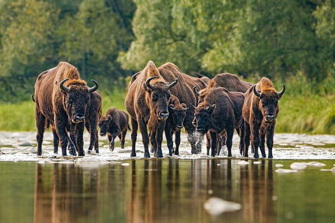 Rainmaker1973's tweet photo. European bison herds move by majority rule: each bison “votes” by facing the direction it wants to go, and the herd goes in the direction chosen by the largest number [full paper: https://t.co/EKgwlfG7Hr] https://t.co/3pDRaL0IRU