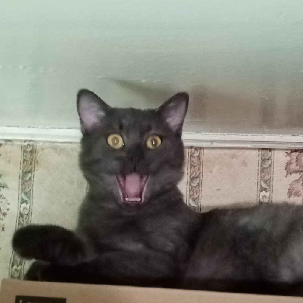 Кот Шурик из Беловежской пущи и его большая семья tweet media