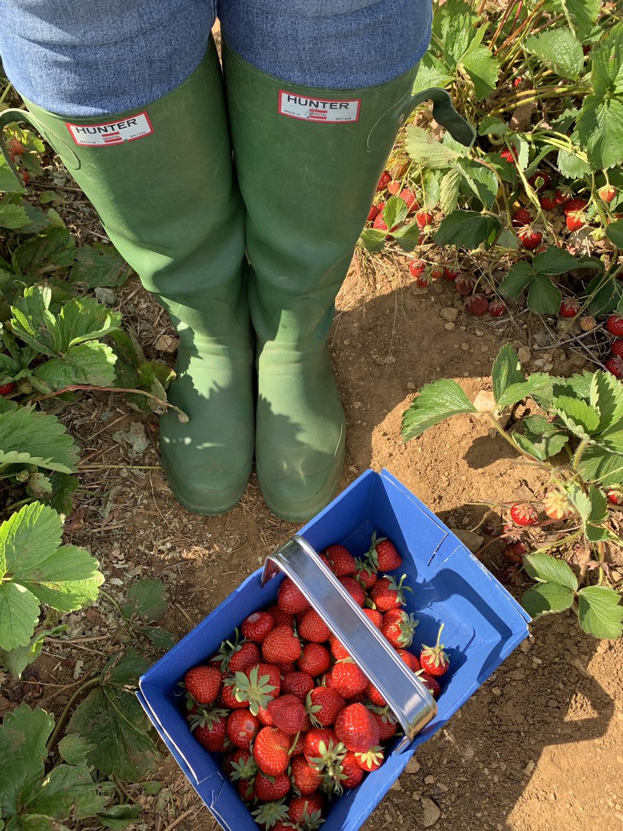 Great fun in the sun this evening. #strawberry #strawberrypicking #strawberryfields #hunter #rubber #welly #boots #wellies #vintage #wellington