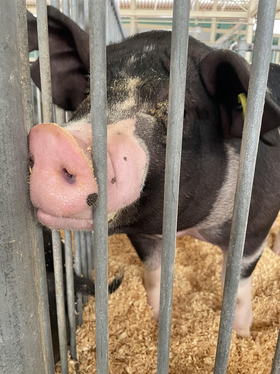 ILStateFair's tweet photo. Come check out the CPS National Swine Show from June 28-July 2! There are some cuties hanging around the Swine Barn this week and get some food from the stands out front #swineshow #fairfood https://t.co/Hr1Z4bQWMJ