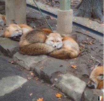 PromisePollen's tweet photo. 💪🏻🦊🤜🏻 https://t.co/PhQItGbpjR