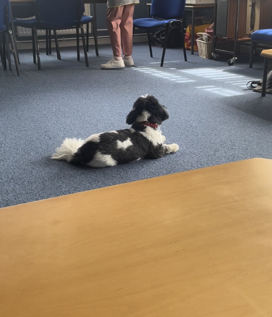 miss_mccash's tweet photo. Fun in school today🐶🍕! https://t.co/HXae0DVPa4