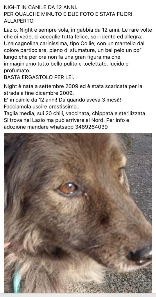 GabriellaBargh1's tweet photo. IN CANILE A TRE MESI ORA HA 12
ANNI E SI TROVA SEMPRE LÌ
DUE MINUTI X FARE LE FOTO E
ASSAPORARE COS'È LA LIBERTA'E POI.... NULLA SOLO BOX E CEMENTO
RTRTRT NIGHT DEVE VIVERE
💔💔💔🍀🐾😭🙏🙏🥰🌺💔💔💔🐞 https://t.co/qi5xJG54VK