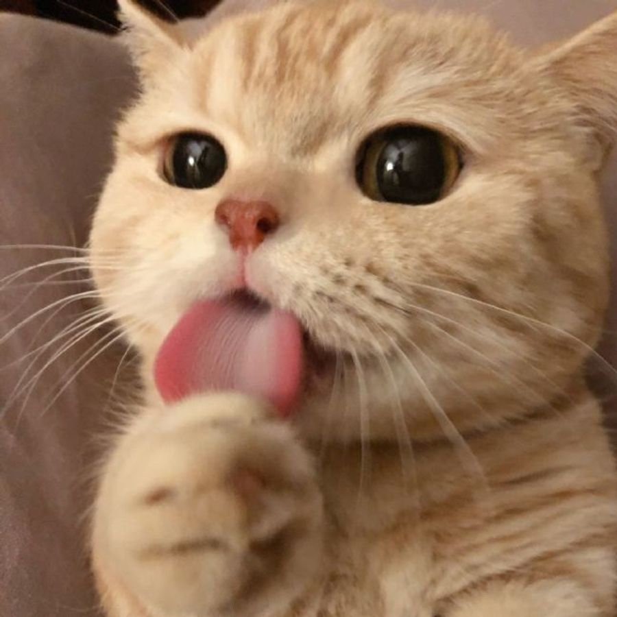 🥰We will have good news to share with you in the next month.
💫Can you guess what it is?
#Undefinedcat #NFTs #NFTCommunity #NFTArts