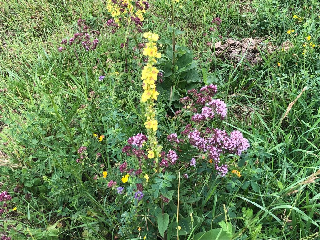 Leony47932282's tweet photo. Sunday🌞 walk in rivierpark Maasvallei. As soil..a river knows no borders..  nor the Konik horses🐎 and Galloway cows 🐃 who are there to maintain valley nature..
talking #soil enjoying  beauty of nature and cleaning up fish wire🚶‍♀️#SaveSoil say a couple of people 👍 https://t.co/vYMCXlnKlW