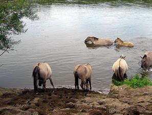 Leony47932282's tweet photo. Sunday🌞 walk in rivierpark Maasvallei. As soil..a river knows no borders..  nor the Konik horses🐎 and Galloway cows 🐃 who are there to maintain valley nature..
talking #soil enjoying  beauty of nature and cleaning up fish wire🚶‍♀️#SaveSoil say a couple of people 👍 https://t.co/vYMCXlnKlW