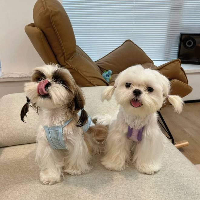 ChalaAmilla's tweet photo. I`m already done When We go 😆😆🐶🐶 https://t.co/IYi11RQmi4