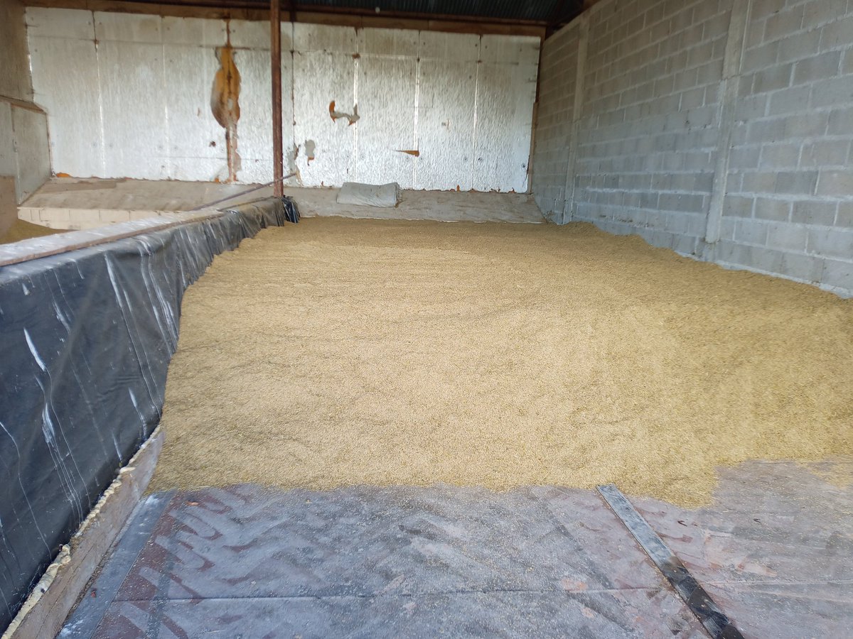 #moisson22 début récolte fétuque. De la graine pour faire du gazon. Stockage sur des grilles microperforées avec une faible épaisseur uniforme. Des gros ventilateurs envois de l'air pour chasser l'humidité et empêcher de chauffer. En 1 nuit, ce tas peut s'enflammer tout seul