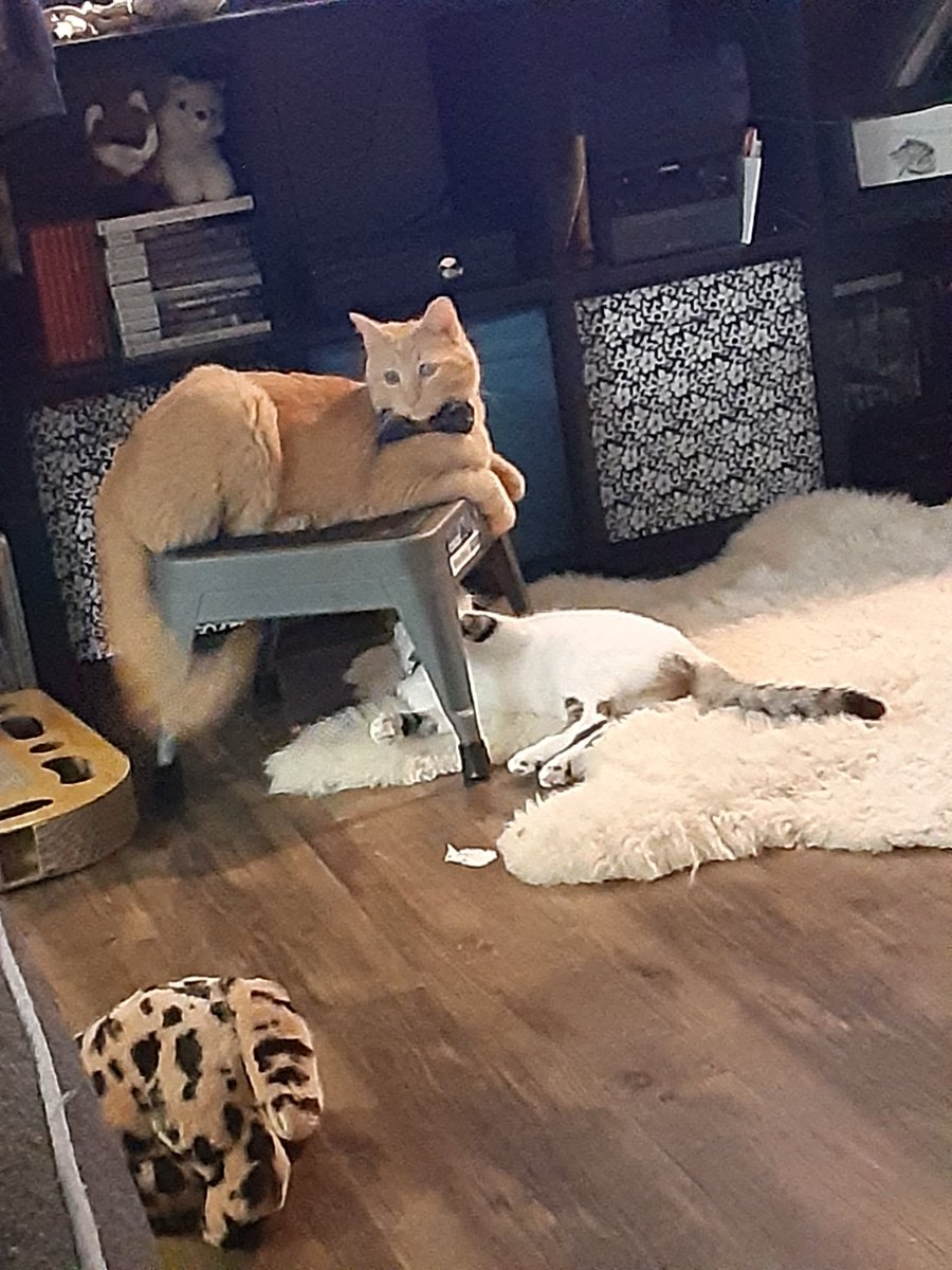 Dragockon's tweet photo. I moved in with my Girlfriend, we and our cats get along! Look at these cuties! https://t.co/oOh8S4MyOp