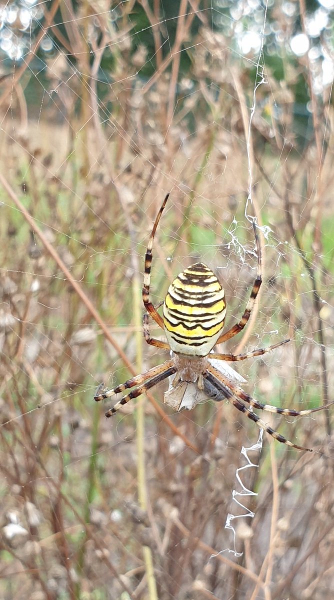 KarinKappers's tweet photo. @MdeVriesnature Zoals deze wespenspin.. https://t.co/JYy94SDwEZ