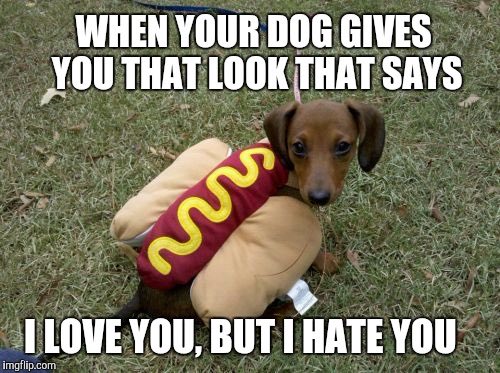 Weenie Dogs ❤️ (@weeniedogs4life) on Twitter photo 