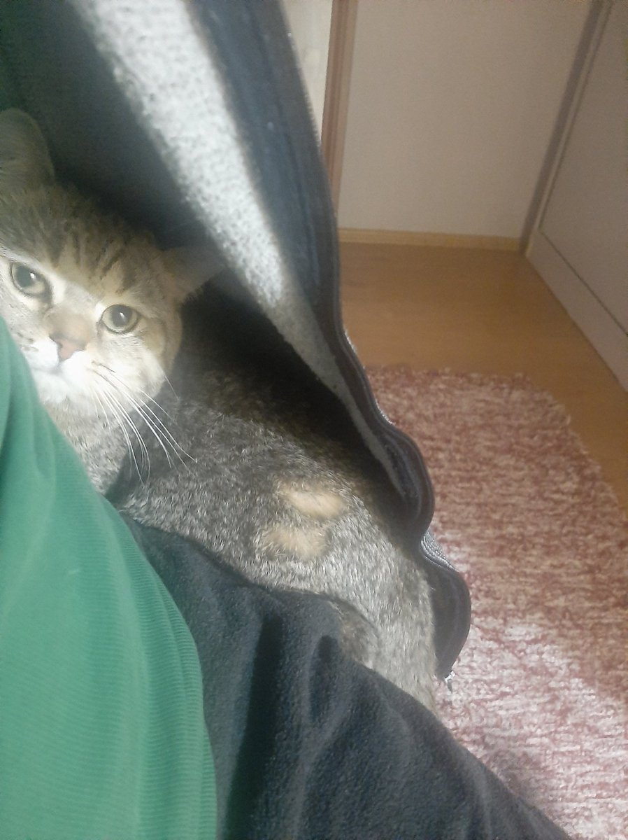 selcukar's tweet photo. @freecashcom this is Hercules🐈‍⬛ https://t.co/fx78t2OCnT