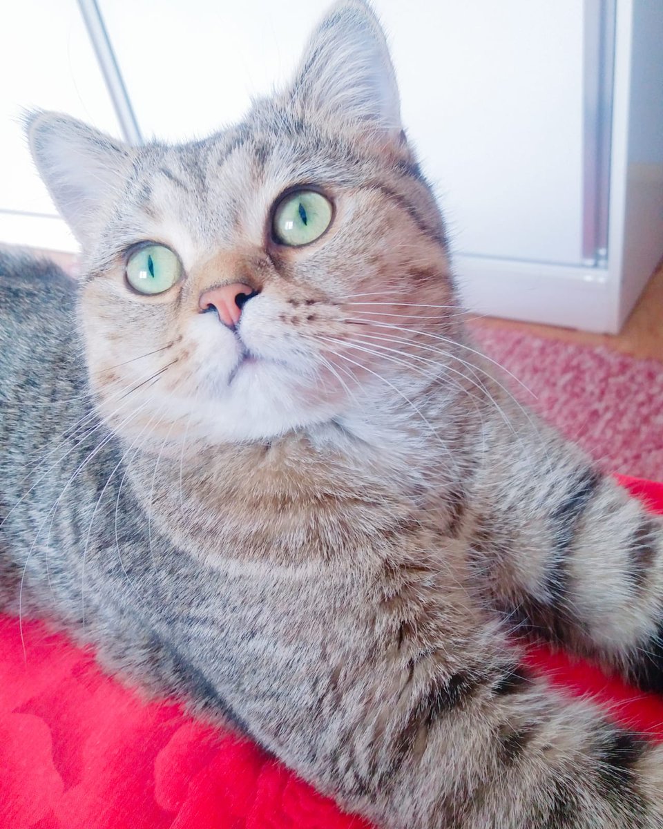 selcukar's tweet photo. @freecashcom this is Hercules🐈‍⬛ https://t.co/fx78t2OCnT