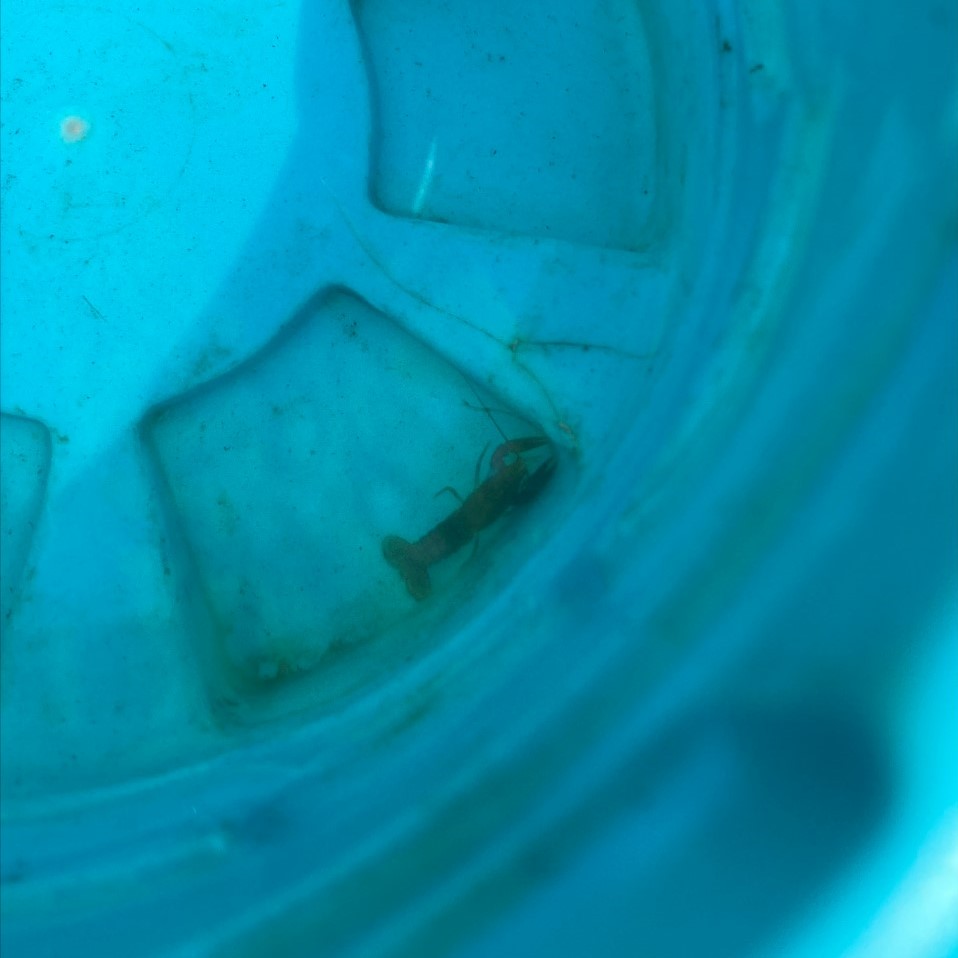 NashvilleMWS's tweet photo. Why do we do what we do? So kids like these at @leadershipacademyllc Camp Twigs can play in clean streams, find and release crawdads, and learn to love nature! https://t.co/hC7PMTyQy2