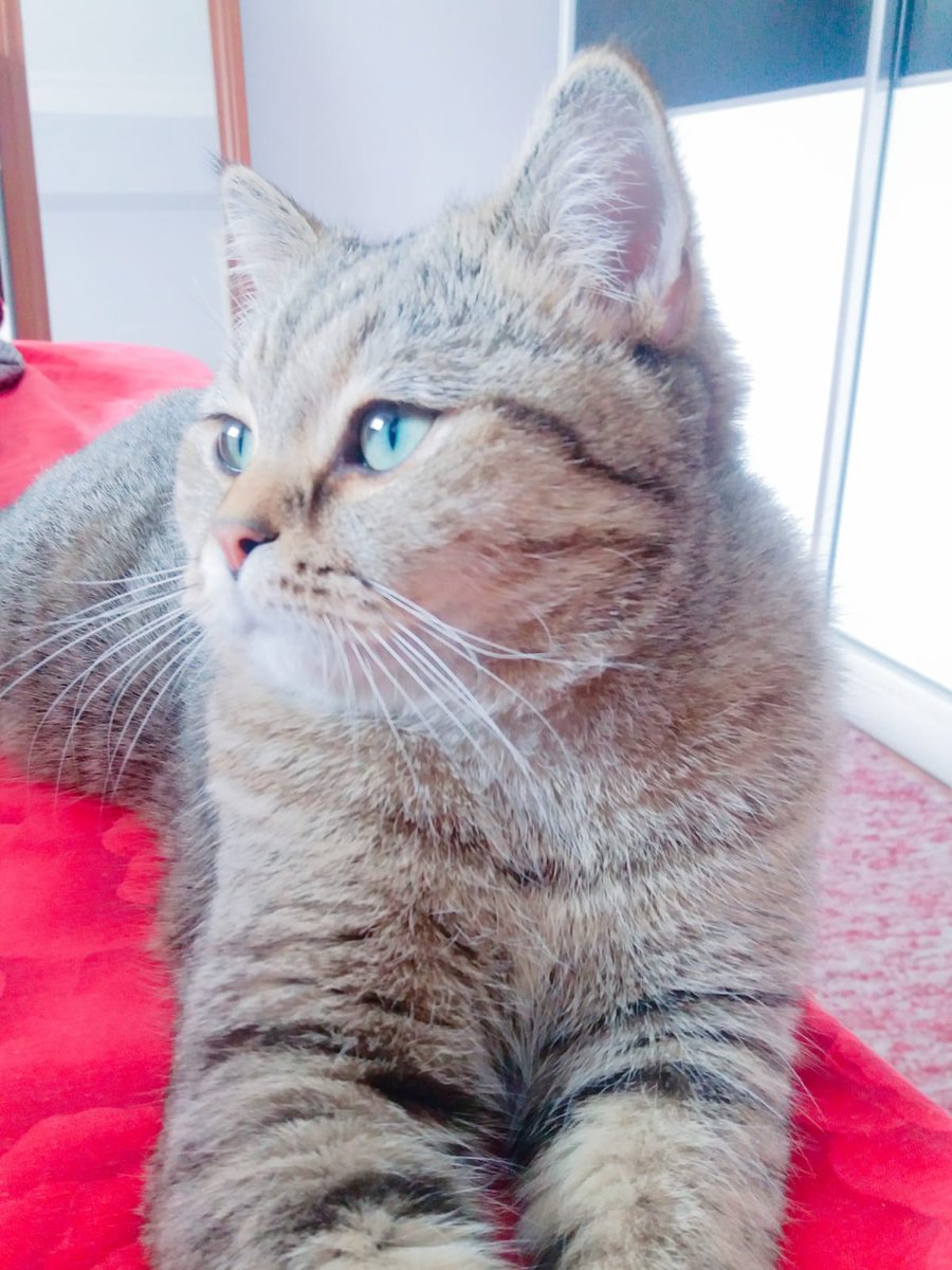 selcukar's tweet photo. @freecashcom this is Hercules🐈‍⬛ https://t.co/fx78t2OCnT