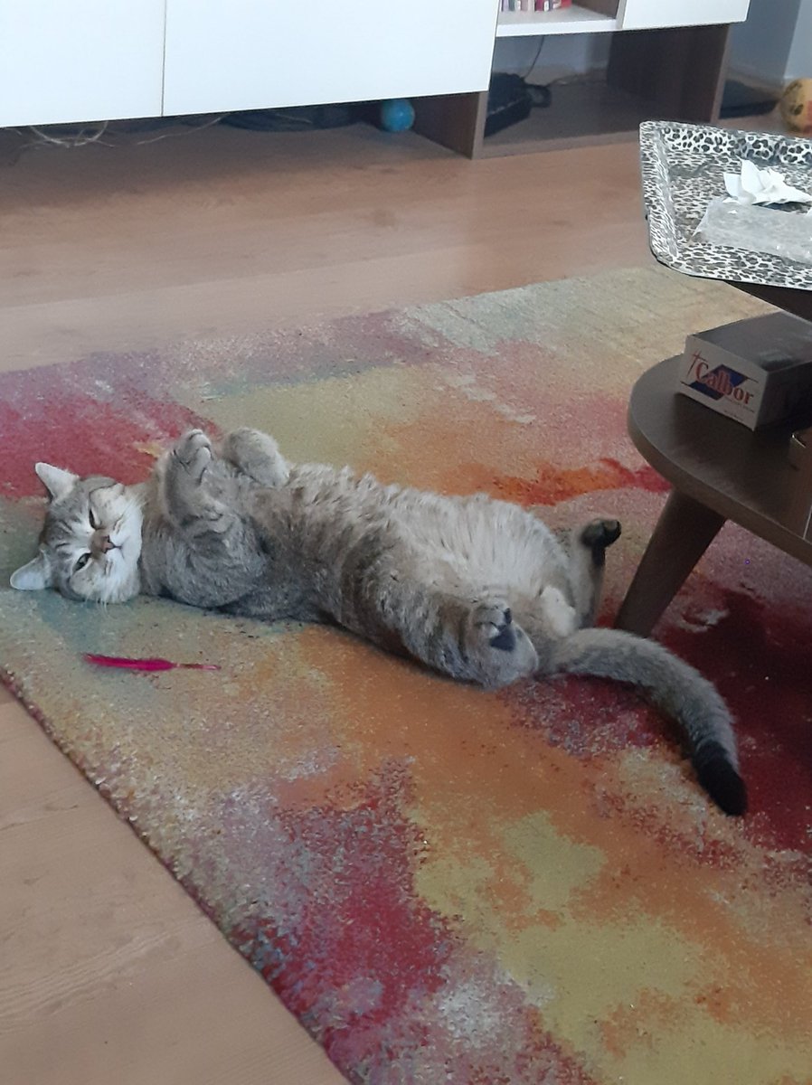 selcukar's tweet photo. @freecashcom this is Hercules🐈‍⬛ https://t.co/fx78t2OCnT