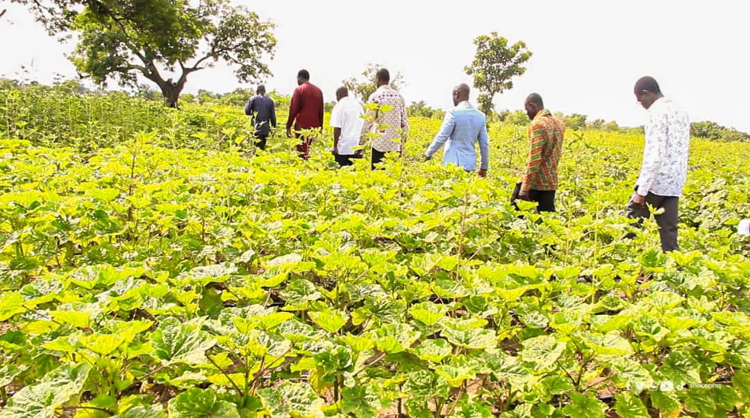 thecophq's tweet photo. The 10-acre solar-powered irrigation farm project of @thecophq (PENTSOS) directly supports 50 smallholder farmers who cultivate vegetables such as okra, onion, pepper, tomatoes, cabbage etc. and reduces their dependency on rain-fed agriculture
#PENTSOS | #PossessingtheNations https://t.co/2LeGUFHxTn