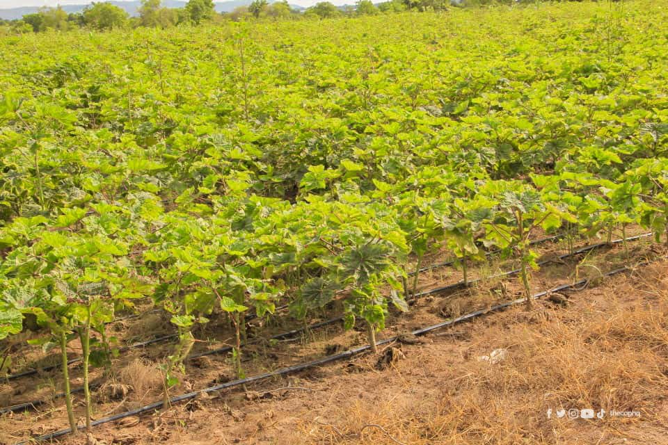 thecophq's tweet photo. The 10-acre solar-powered irrigation farm project of @thecophq (PENTSOS) directly supports 50 smallholder farmers who cultivate vegetables such as okra, onion, pepper, tomatoes, cabbage etc. and reduces their dependency on rain-fed agriculture
#PENTSOS | #PossessingtheNations https://t.co/2LeGUFHxTn