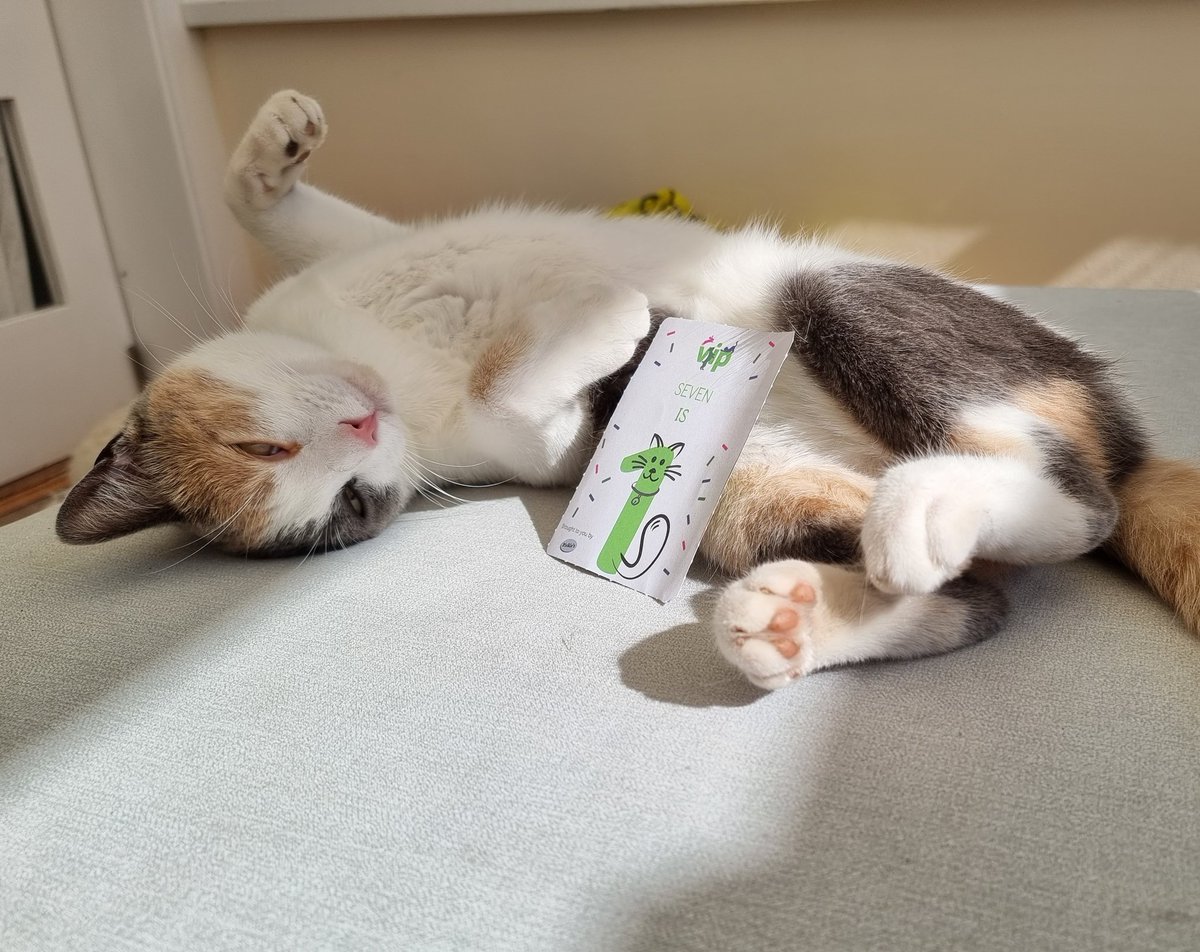 XeksX's tweet photo. My little baby girl Seven (of nine) is officially no longer a kitten! Shes grown so much! Happy birthday sweetie! 

She even has her own Instagram! Sevenofkitty.

This is her, enjoying the sun in the conservatory today! 

@Petsathome #vippetsbirthday #catsofinstagram https://t.co/B8anvoeHmS