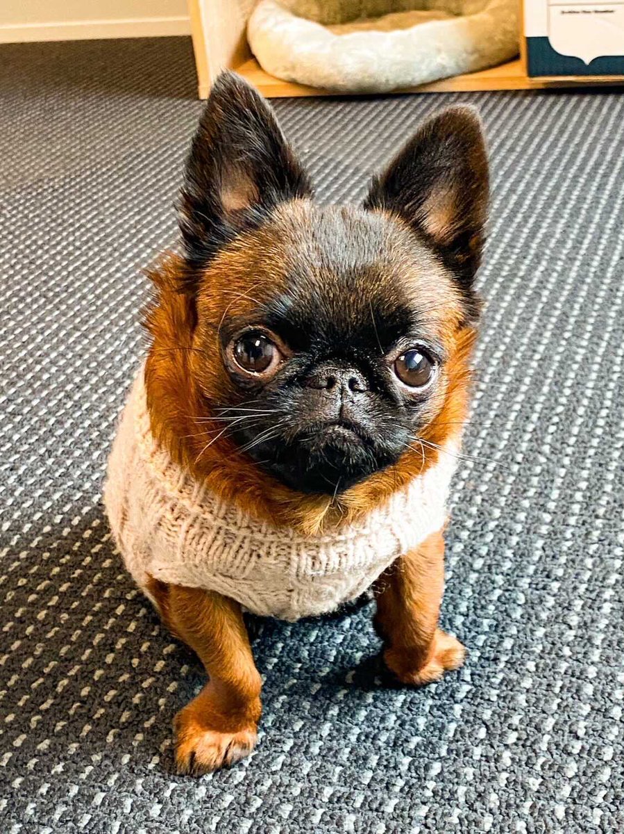 WeRateDogs tweet media