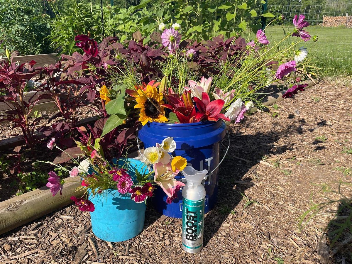 PinstripesMedia's tweet photo. Beautiful gardens are supported by @Lowes 🪴👩🏻‍🌾

Gardeners are supported by the @BoostO2 that is AT Lowe’s! 

@GibbyRocks10 @BenitoKomadina @JoeMcFarland_ @2589mayacarter @katlynzora #purifiedoxygen #boostoxygen #loweshomeimprovement 
📍West Henrietta, NY https://t.co/nvNVupK0DZ