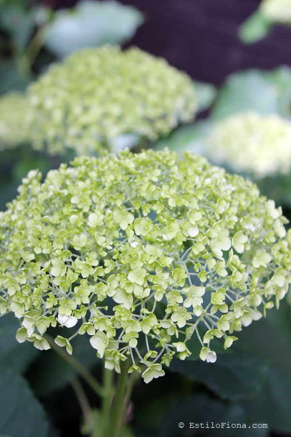 EstiloFiona's tweet photo. Hortensias Annabelle https://t.co/OdJECWDWWl