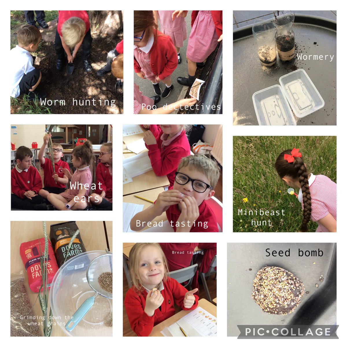 EastwayPrimary's tweet photo. Year 1 had a so much fun exploring @CountryTrust farm in a box today…. We spent the morning exploring seeds and breads. This afternoon we looked for worms and became poo detectives #EastwayY1 #farminabox https://t.co/CxkmhX6cEX
