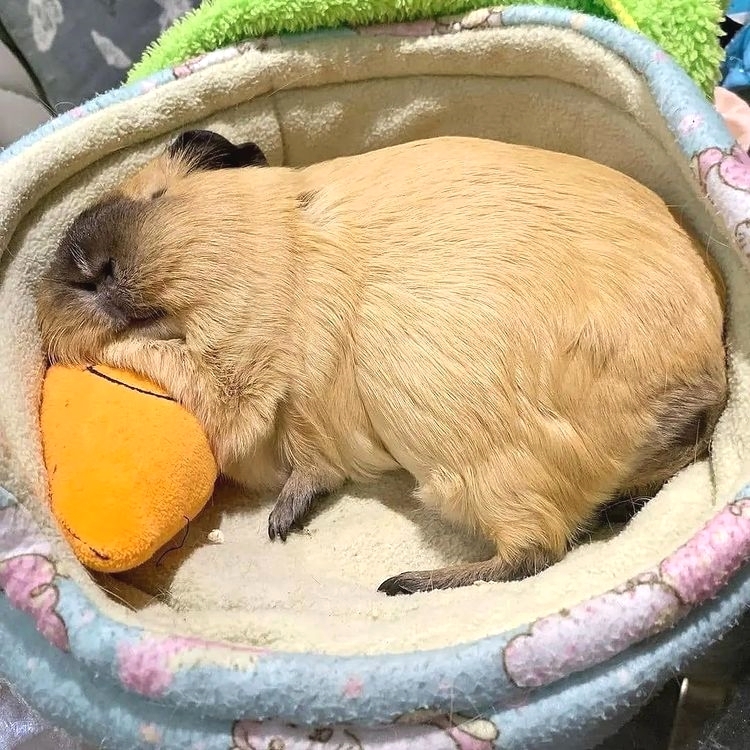 ClubGuinea's tweet photo. This one knows how to chill 😍
.
.
.
.
.
#guineapig #MondayMotivation #guineapigoftheday https://t.co/IbrG1GJ9Ru