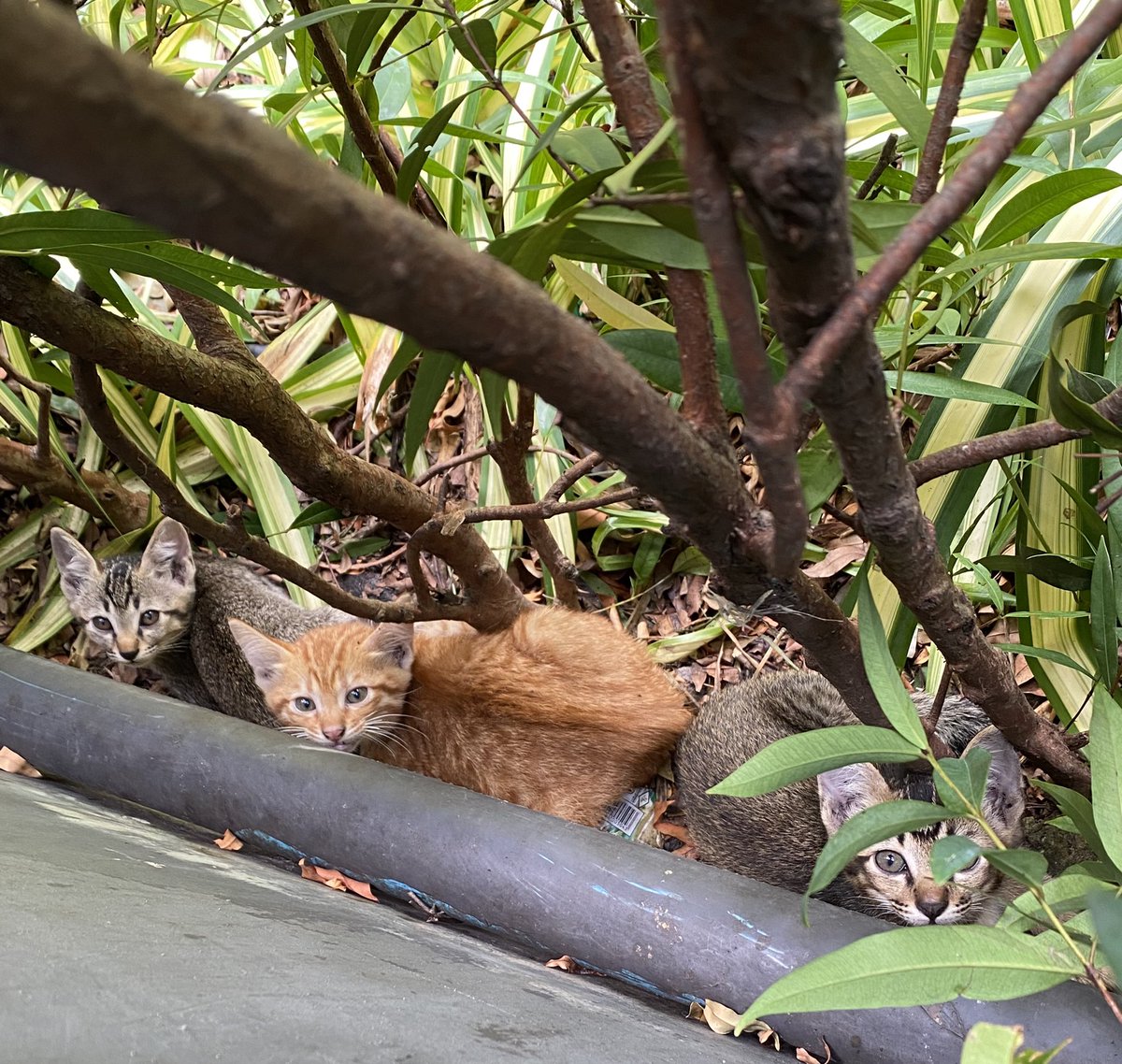 Chartkun's tweet image. หาบ้านให้น้องแมวจร 3 ตัวค่ะ น้องมาคลอดลูกไว้ที่หลังห้อง ช่วยน้องๆหน่อยนะคะ เนื่องจากเป็นคอนโด กลัวน้องๆจะถูกจับออกไปค่ะ 🙏🙏🙏🙏 #แมวจร #น้องแมวหาบ้าน #แมวหาบ้าน #แมวส้ม #แมวสลิด