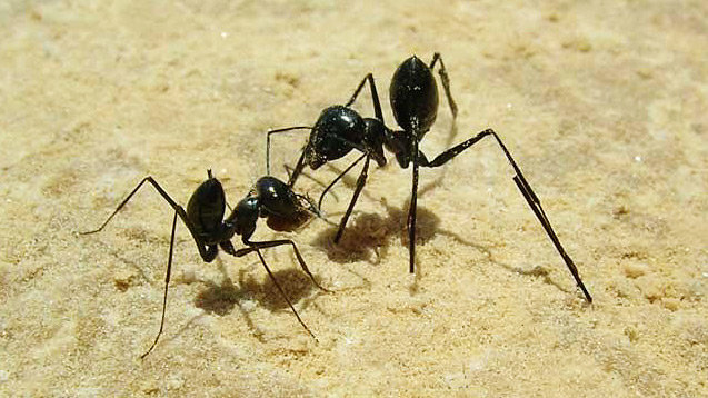 Rainmaker1973's tweet photo. Scientists attached stilts to the legs of ants to prove that they return to their nests by counting their steps. The ants on stilts walked right past the nest and got lost, proving that the change in legs' length, also changed the ants' count [read more: https://t.co/F29y4f1O1d] https://t.co/fqKSjRiN29