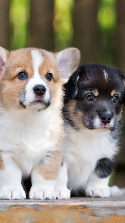 corgi_page's tweet photo. Say "Yes" if you are a corgi mom or corgi dad or a crazy corgi lover!! https://t.co/631AcfNKW3