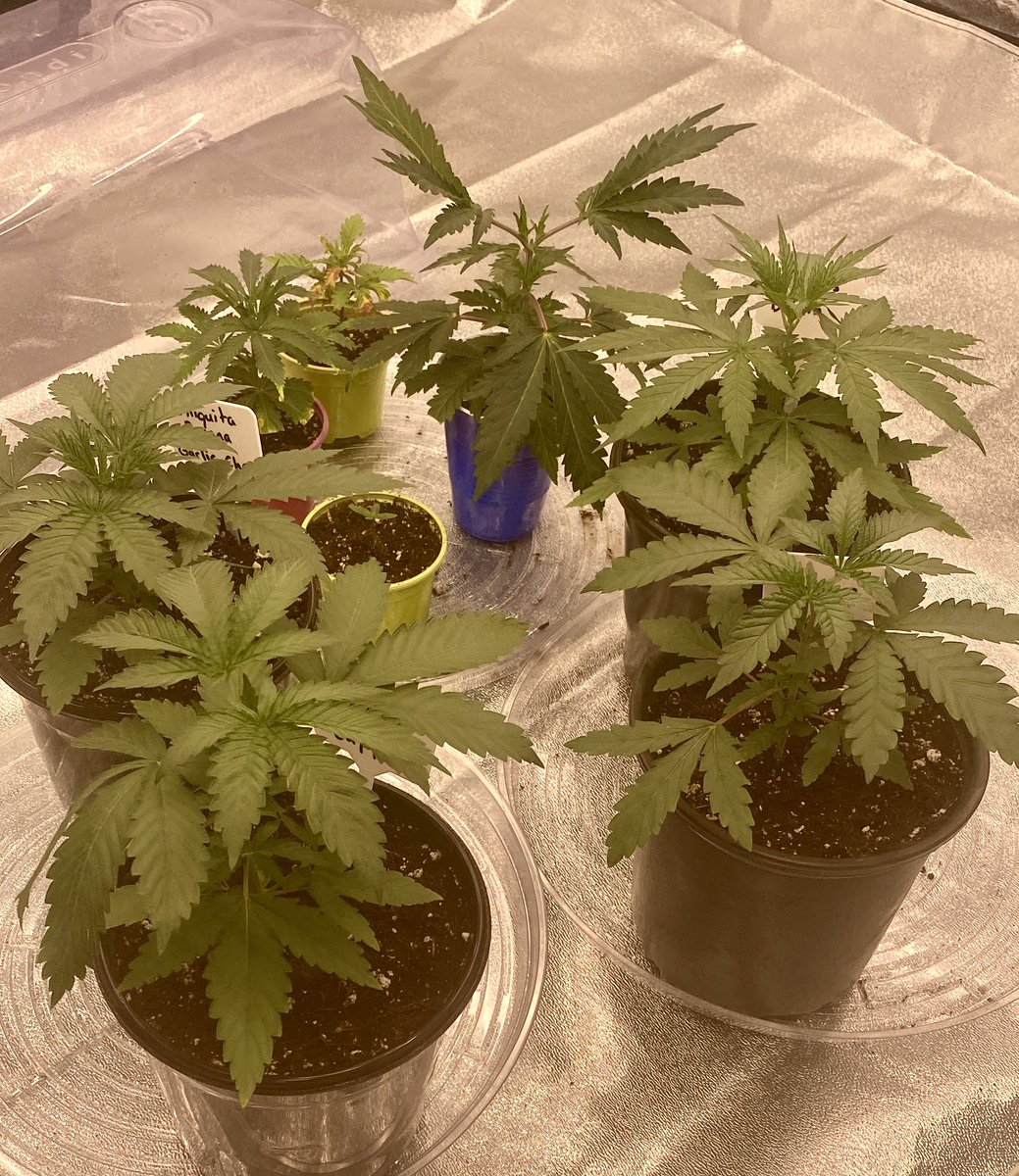 terpytrichomes's tweet photo. Family photo!👩‍👩‍👧‍👧 So many fun genetics here, first time running this many plants at once! The Freakshow is harvested and drying as we speak🙌

#Mmemberville #growyourown #CannabisCommunity #organiclivingsoil #veg https://t.co/5cxoBymmvz