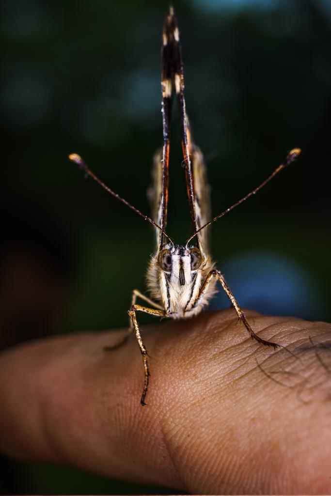 QuintonYingling's tweet photo. @_prodobeutlin A little bit of the bug world https://t.co/GvjjGDjzXy