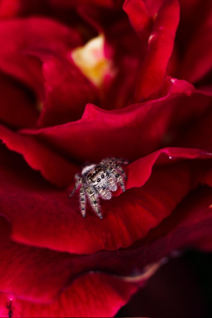 QuintonYingling's tweet photo. @_prodobeutlin A little bit of the bug world https://t.co/GvjjGDjzXy