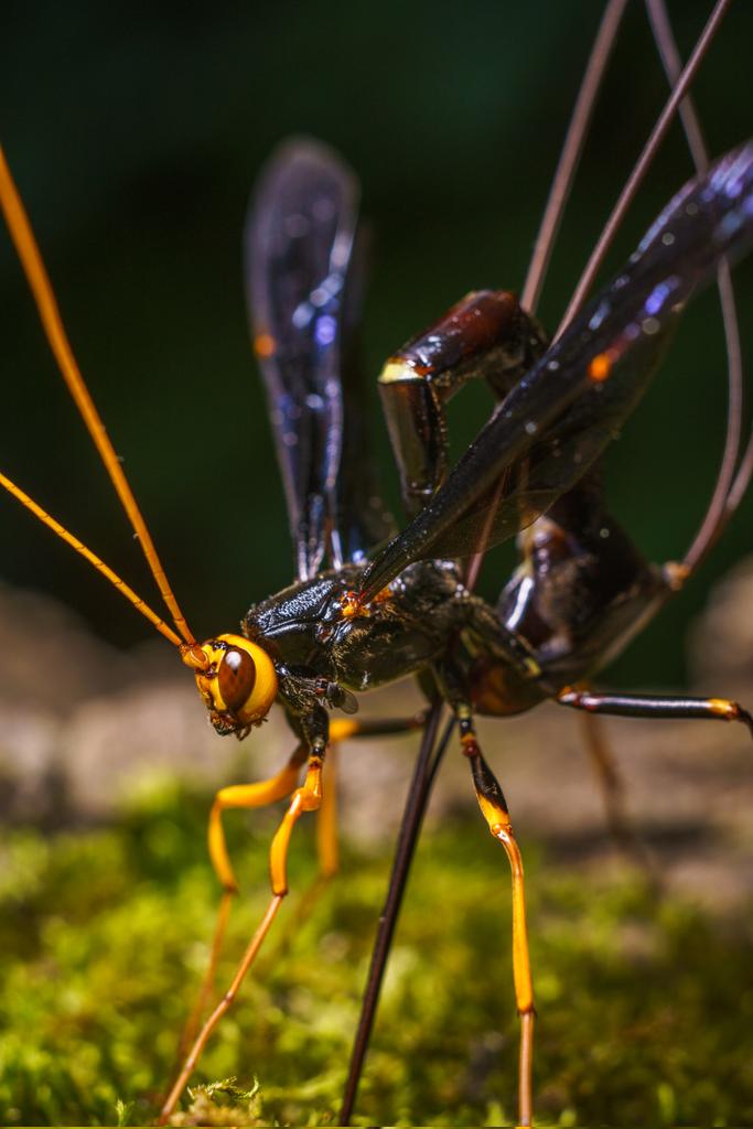 QuintonYingling's tweet photo. @_prodobeutlin A little bit of the bug world https://t.co/GvjjGDjzXy