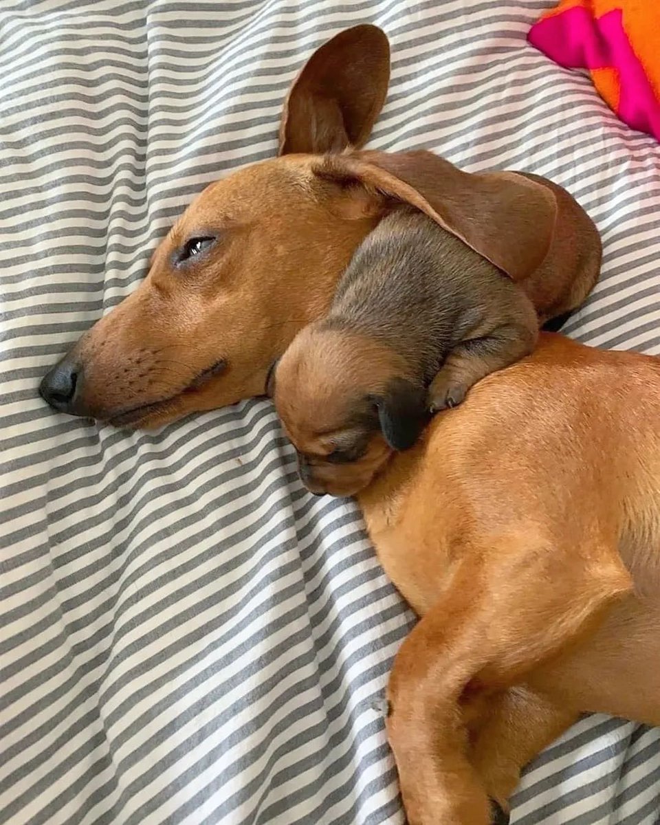 dachshund_heave's tweet photo. Love or not??🥰
#Dachshund #Dachshunds https://t.co/N9fzsnigVh