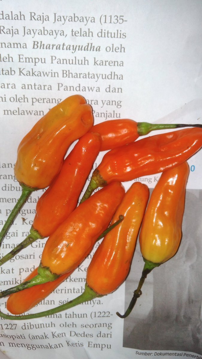kakanda786's tweet photo. @jumintenkoplak @TutiPufi @sandal_bakiak Ini cabe ny nggk bs digeser dikit ya...? Pen baca itu cerita jayabaya... https://t.co/fKNF7TPbqE