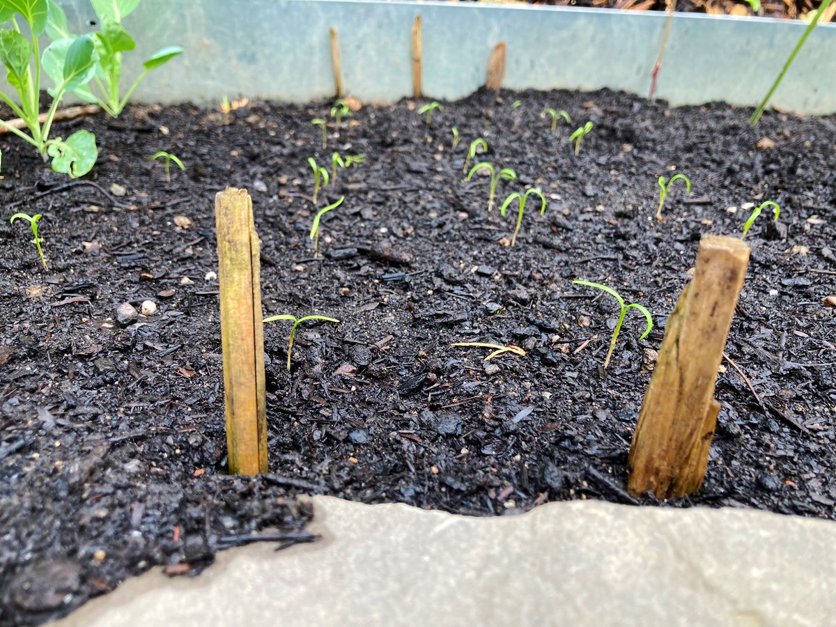 primerC's tweet photo. Endlich kommen mal ausgesäte #Möhren und rote #Beete. Damit hatte ich bisher überhaupt kein Glück 🥲. Es ist die 5. Aussaat. Den vorgezogenen #Fenchel haben die #Schnecken radikal vernichtet. Daher noch mal an geschützter Stelle ausgesät und er kommt wie erhofft. #garten #gemüse https://t.co/py2jt3ibvj