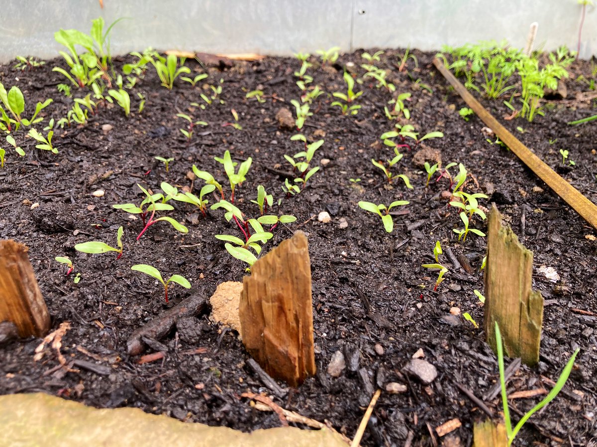 primerC's tweet photo. Endlich kommen mal ausgesäte #Möhren und rote #Beete. Damit hatte ich bisher überhaupt kein Glück 🥲. Es ist die 5. Aussaat. Den vorgezogenen #Fenchel haben die #Schnecken radikal vernichtet. Daher noch mal an geschützter Stelle ausgesät und er kommt wie erhofft. #garten #gemüse https://t.co/py2jt3ibvj